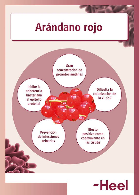 arandanos-rojos-prevencion-cistitis4179776323377004660.jpg